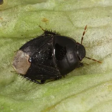 thumbnail for publication: The Peanut Burrower Bug, Pangaeus bilineatus (Say) (Hemiptera: Cydnidae)